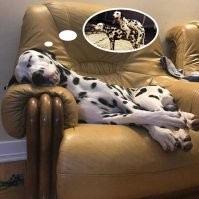 Всё вразнобой