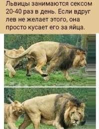 У львов тот же матриархат. Охотятся львицы, воспитывают  охраняют. А лев -самец просто м. у. дак для воспроизведения потомства.