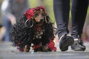 цыганочку выгуливают