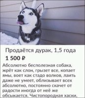 Хаски устроил истерику, когда его начали мыть