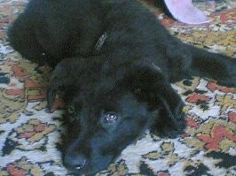 Примерно 3 месяца и почти 13 лет.
Уже на Радуге