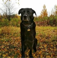 Примерно 3 месяца и почти 13 лет.
Уже на Радуге