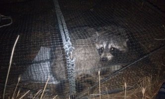 Если енот не будет работать, то он может связаться с дурной компанией и попасть за решетку!