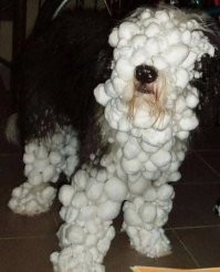 в воду не судьба?
если не жалко пса-то да, сам оттает..