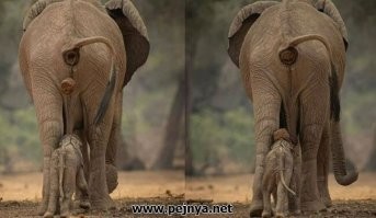 30 добрых снимков с животными, которые согреют душу