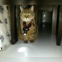 Намешалось