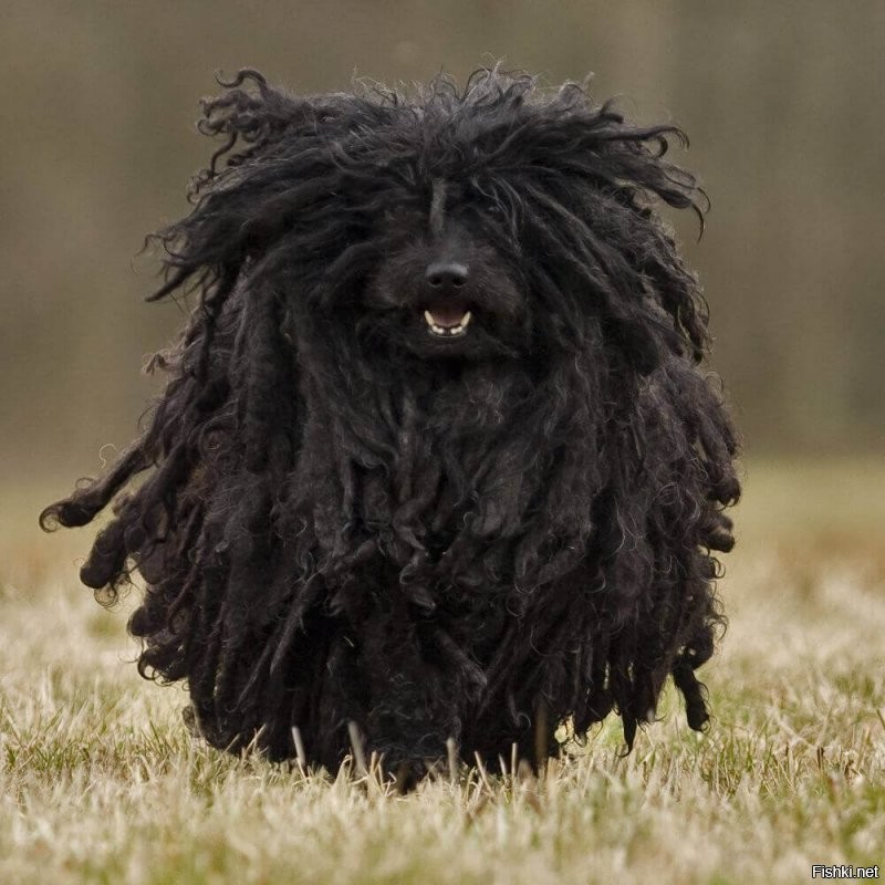 Если интересно, то пёсель называется пулИ или венгерская овчарка.