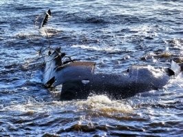 Вот оригинальный корпус Авроры, он лежит  на заброшенной базе ВМФ Ручьи, где раньше был «второй Кронштадт» и где затоплены остатки настоящего корпуса Авроры: