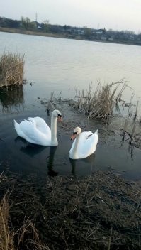 трогательно... очень трогательно...  и у нас в донецке тоже живут...