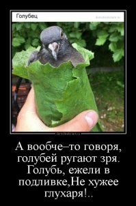 Где городские голуби прячут своих птенцов