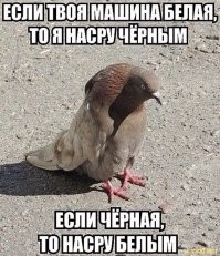 Где городские голуби прячут своих птенцов