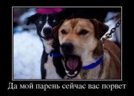 Весёлые картинки