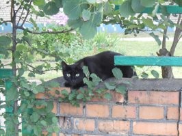 Уличные коты