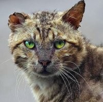 Боец!
У родителей такой же был, только рыжий.
Приходил домой отлеживаться и лечится - ему мой отец раны зеленкой мазал. Рыжий с зеленым камуфляжем 
Какая-то сволочь его ногой ударила, сломала челюсть - срослась наружу клык торчал, вообще бандюга стал.
До сих пор в квартале родителей рыжие кошаки преобладают, мазуту держит его потомство