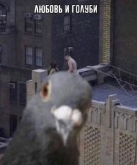 Где городские голуби прячут своих птенцов