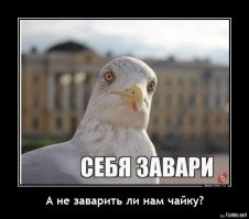 Птичку жалко: питерские спасатели вызволили дикую чайку из ледяного плена