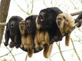 Дагестанский тукхум