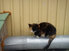 Уличные коты