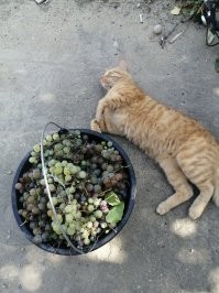 Уличные коты