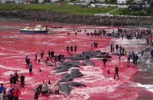 На Фарерах вообще кровожадные твари живут - дельфинов сотнями уничтожают прямо у берега ради забавы.