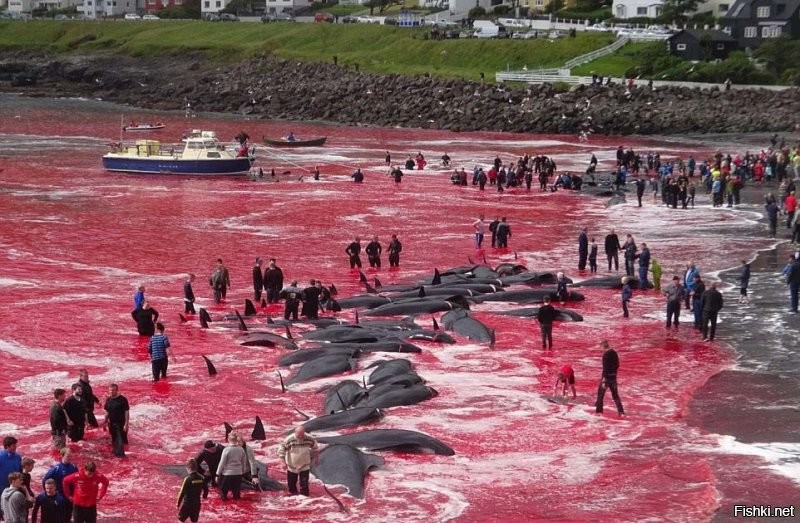 На Фарерах вообще кровожадные твари живут - дельфинов сотнями уничтожают прямо у берега ради забавы.