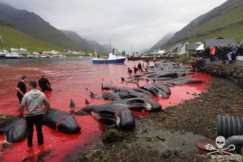 На Фарерах вообще кровожадные твари живут - дельфинов сотнями уничтожают прямо у берега ради забавы.