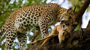 Ну, лев, тигр, ягуар и ирбис - тоже пантеры. Род Пантеры в семействе Кошачьих.
Да, леопарды пересекаются по ареалам с гориллами. Но зачем охотиться на 150-тикилограммовую гориллу с огромной мышечной массой? Когда полно других более доступных объектов охоты?