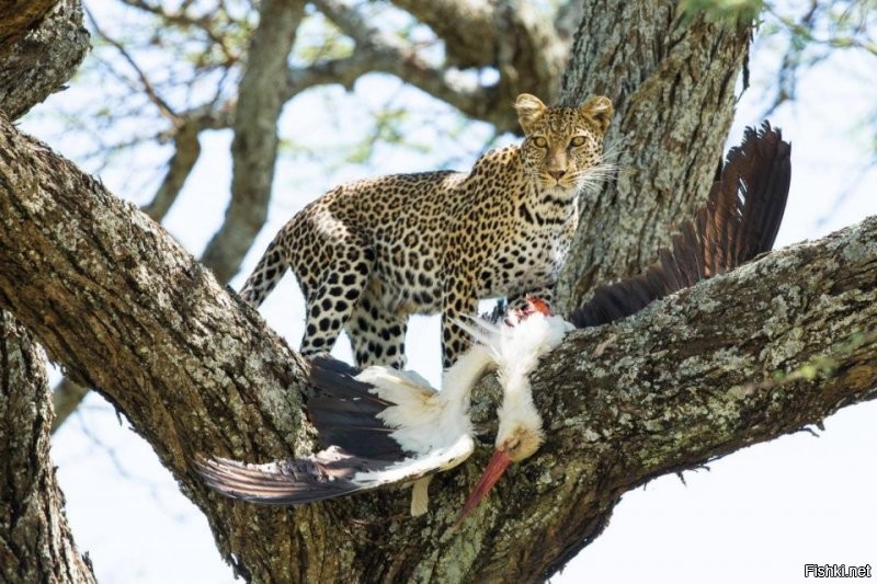 Ну, лев, тигр, ягуар и ирбис - тоже пантеры. Род Пантеры в семействе Кошачьих.
Да, леопарды пересекаются по ареалам с гориллами. Но зачем охотиться на 150-тикилограммовую гориллу с огромной мышечной массой? Когда полно других более доступных объектов охоты?