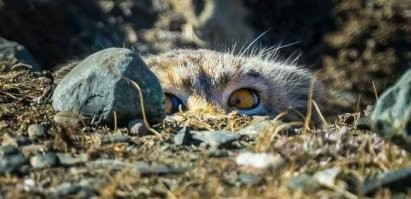 Камень с глазами...