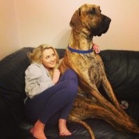 У догов диван любимая тема.Мой немецкий дог так же сидел и хрен ты его с дивана сгонишь.