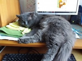 А мой сосиски   не ест. Так что его не подвинешь