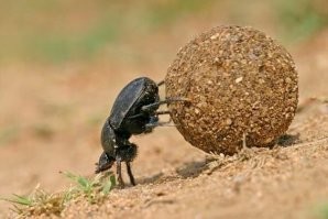 Смешные и познавательные картинки