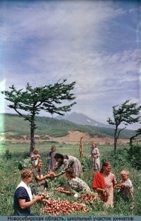 Эту фотографию встречал неоднократно, и везде к ней описание шло как: "Курильские острова, сбор урожая", а не Новосибирская обл. Тем более, что на заднем плане вулкан Богдан Хмельницкий на острове Итуруп.