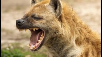 Девочки, вы слышали?  У них самец предводитель стаи! Хохочу!