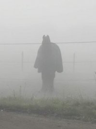 Так вот ты какой, Конь в Пальто?! Или это Лошадка из "Ёжика в тумане"?