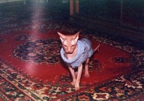 прелесть, почти как мой кот