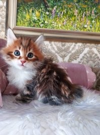 Это мальчик. Писюн фоткать не буду, чтобы под зоофилию не пошло )