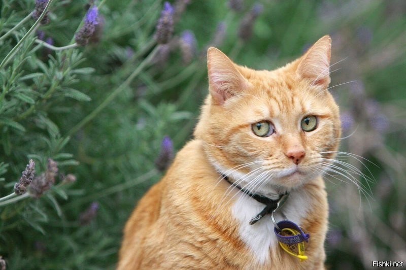 Умер кот-песец Кеша, необычный житель Шпицбергена