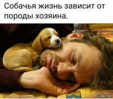 20+ любопытных фактов о собаках, которые вы могли не знать
