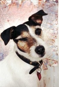 То, что вы выставили- НЕ Тилли, а просто разукрашенный щенок.  Вот Тилли или Тillamook-cheddar - известный художник (это я поумничал и позанудствовал)