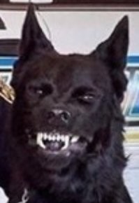 Смешные и познавательные картинки