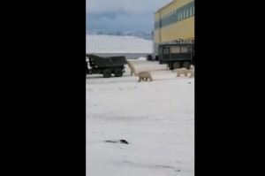 Ясен пень, покататься хотели)))) Но водитель-жадина не дал залезть))))

p.s. на севере машины должны быть с непробиваемым кузовом и стеклом, а то эти любопытные создания ещё познакомиться с водителем полезут))