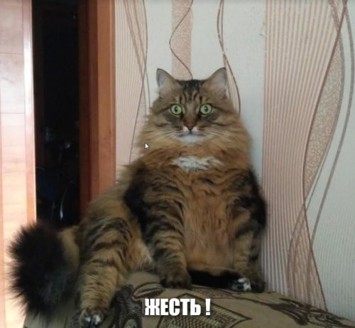 Блудный кот возвращается домой