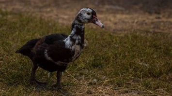 Похоже, это мускусная утка, она же индоутка.