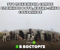20+ любопытных фактов о собаках, которые вы могли не знать