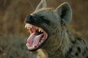 Немного прикольных картинок в пятницу