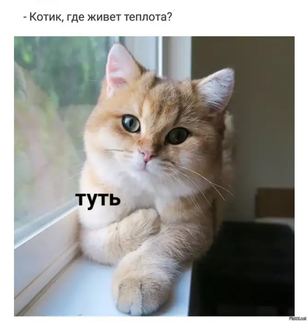 Котик пожалуйста. Нелепый кот. Можно мне пожалуйста котика. Милые котики. Кошка света.