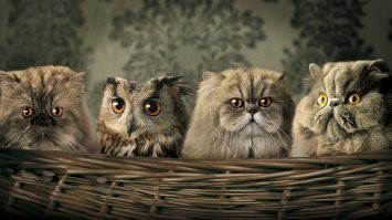 Прикольные картинки и другой юмор в конце недели