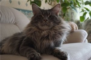 Разве можно променять какую то пукающую подушку на моего няшу?