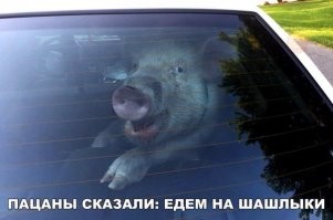 Весёлые картинки